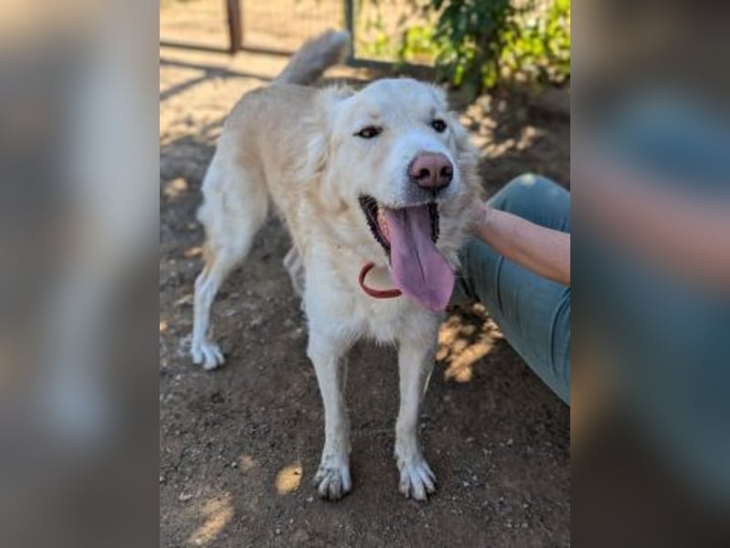 Falcon - junger beeindruckender feiner Hundemann