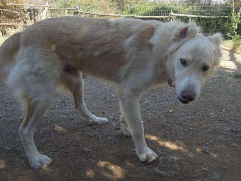 Falcon - junger beeindruckender feiner Hundemann