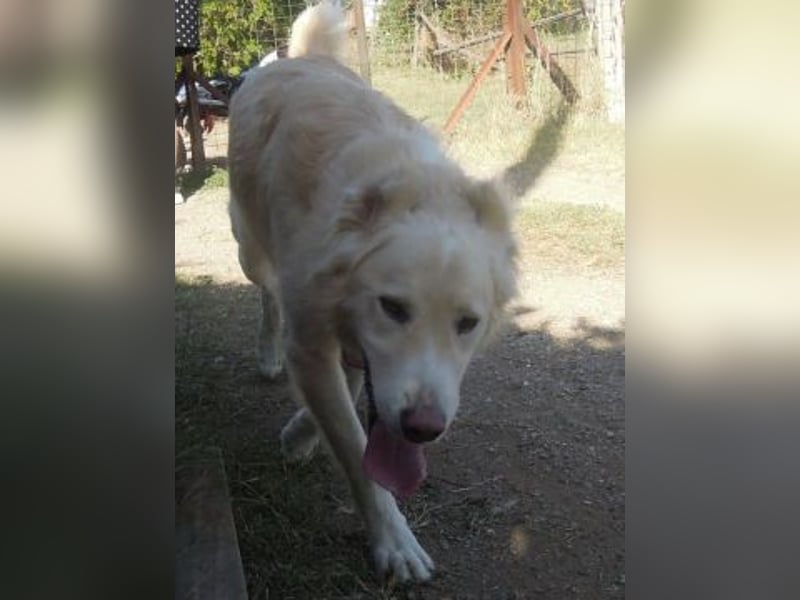 Falcon - junger beeindruckender feiner Hundemann