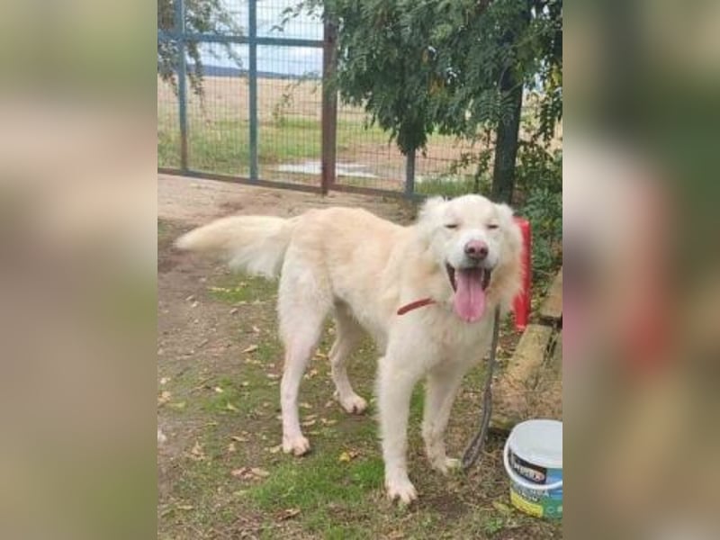 Falcon - junger beeindruckender feiner Hundemann