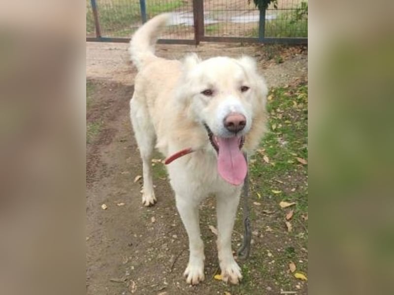 Falcon - junger beeindruckender feiner Hundemann