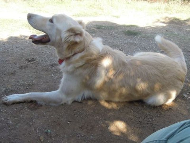Falcon - junger beeindruckender feiner Hundemann