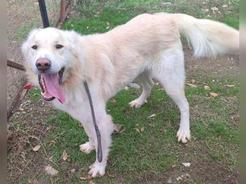 Falcon - junger beeindruckender feiner Hundemann