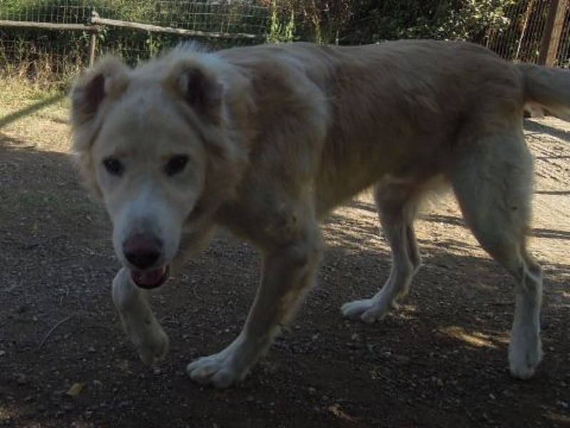 Falcon - junger beeindruckender feiner Hundemann