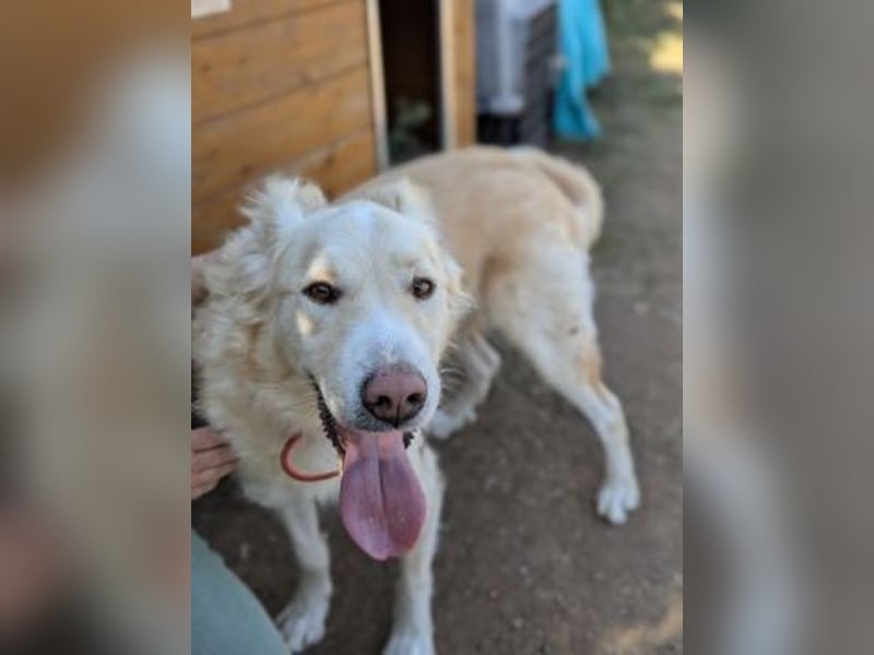Falcon - junger beeindruckender feiner Hundemann