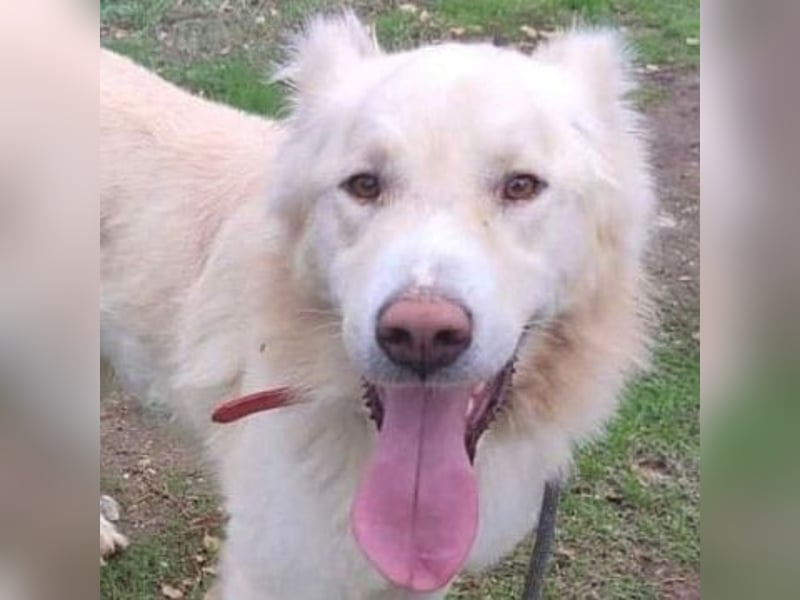 Falcon - junger beeindruckender feiner Hundemann