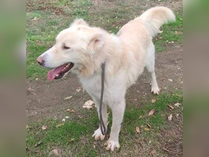 Falcon - junger beeindruckender feiner Hundemann