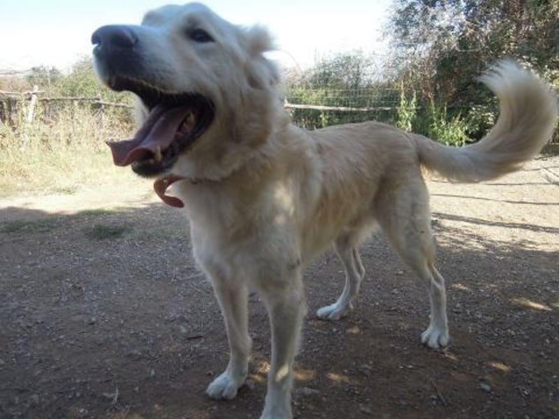Falcon - junger beeindruckender feiner Hundemann