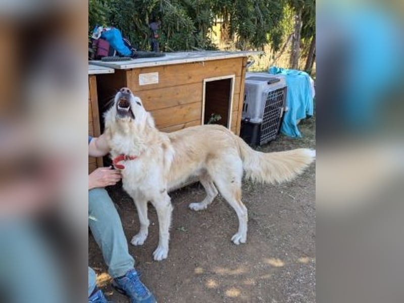 Falcon - junger beeindruckender feiner Hundemann