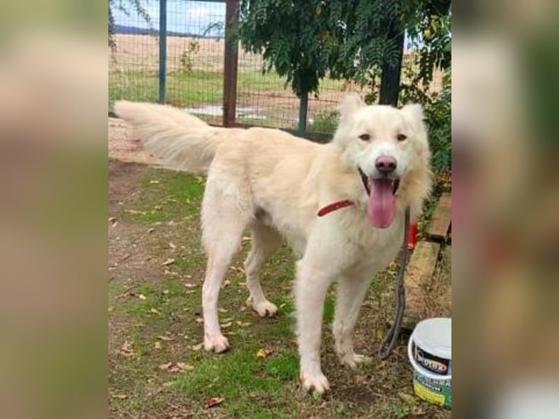 Falcon - junger beeindruckender feiner Hundemann