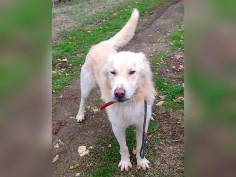 Falcon - junger beeindruckender feiner Hundemann