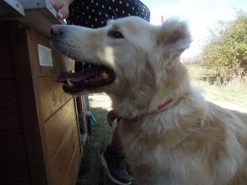 Falcon - junger beeindruckender feiner Hundemann