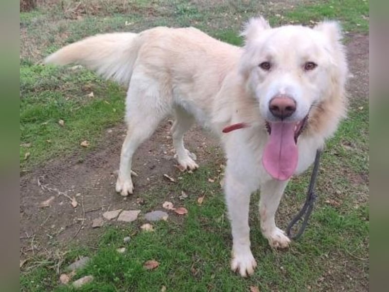 Falcon - junger beeindruckender feiner Hundemann