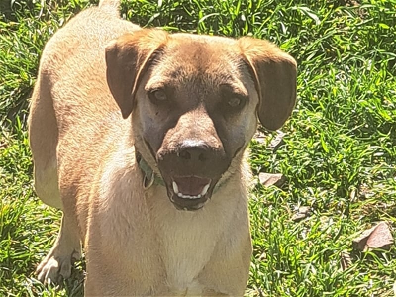 Rocco ( * 04.2022 ) sucht ein Zuhause