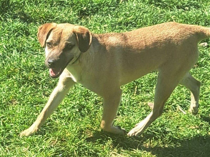 Rocco ( * 04.2022 ) sucht ein Zuhause