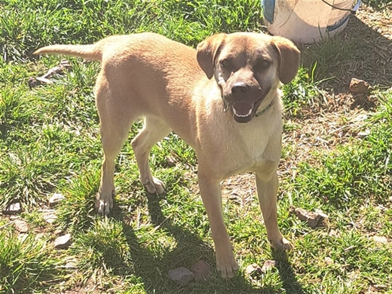 Rocco ( * 04.2022 ) sucht ein Zuhause