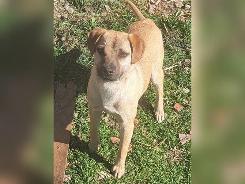 Rocco ( * 04.2022 ) sucht ein Zuhause