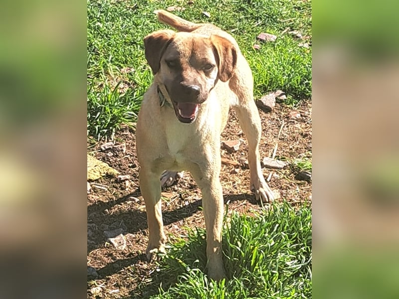 Rocco ( * 04.2022 ) sucht ein Zuhause