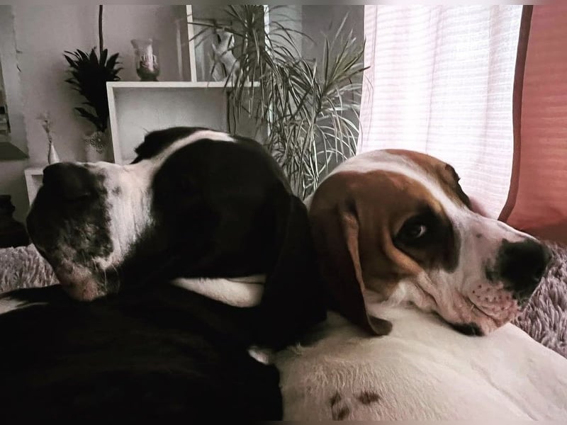 Zwei Freunde fürs Leben suchen ein gemeinsames Zuhause – Josef & Franz