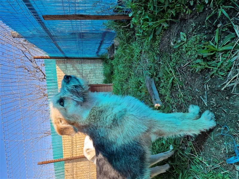 Vladimir