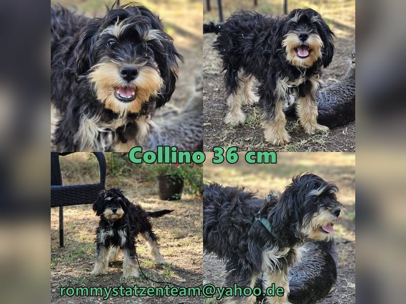 Collino ist neugierig und agil