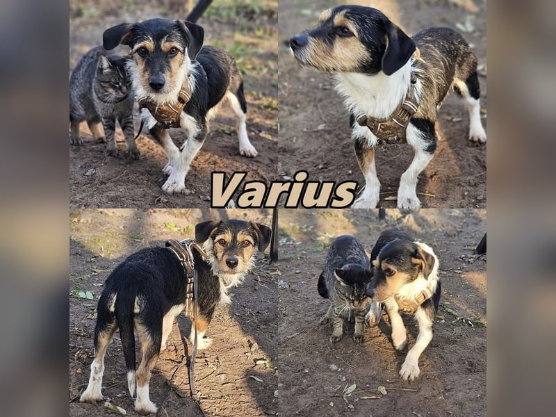Varius ist ein cleverer, kleiner Kerl