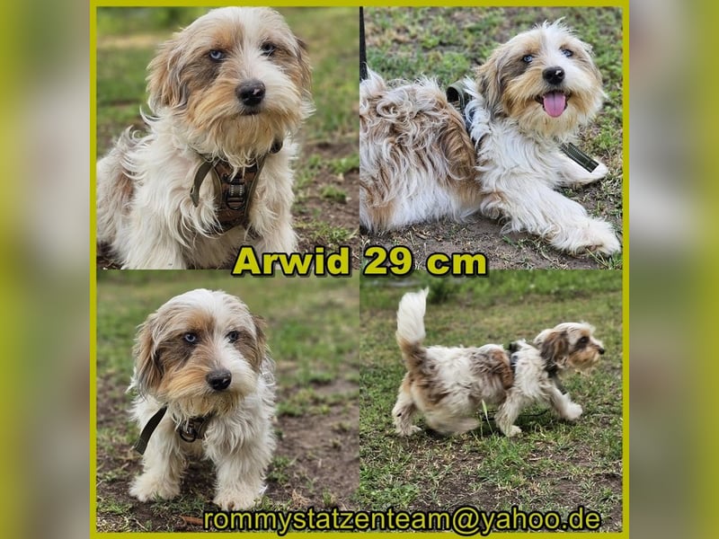 Arwid sucht eine eher aktive Familie