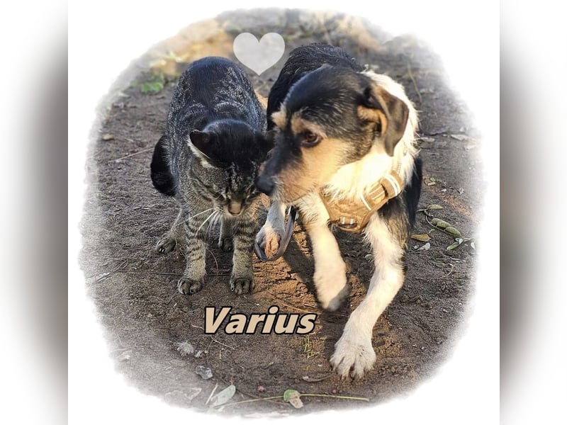 Varius ist ein cleverer, kleiner Kerl