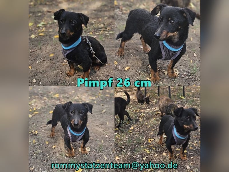 Pimpf hat sein gutes Wesen bewahrt
