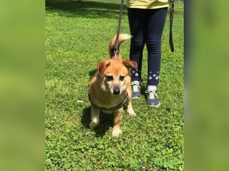Monty sucht für immer zuhause