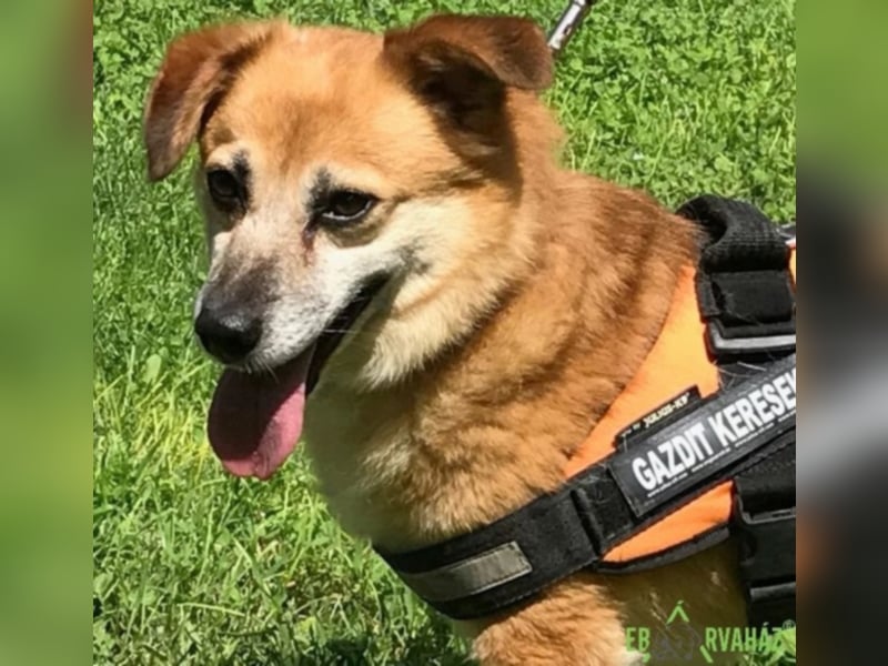 Monty sucht für immer zuhause