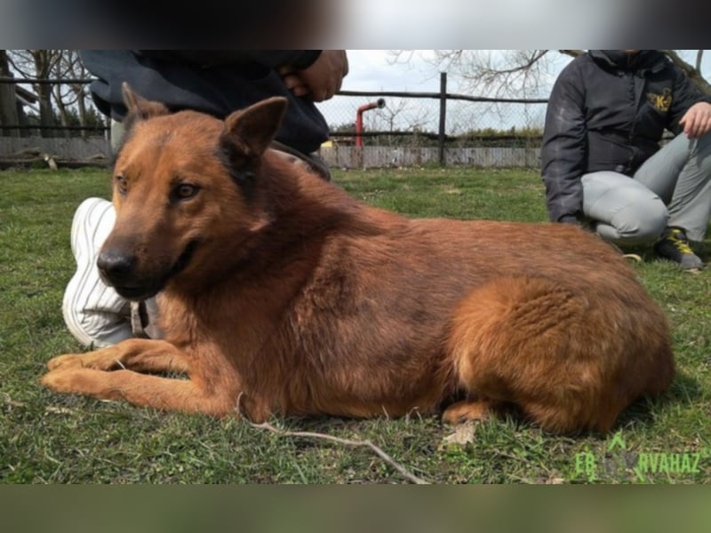 Dobi sucht seine Menschen