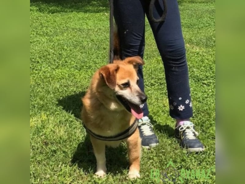 Monty sucht für immer zuhause