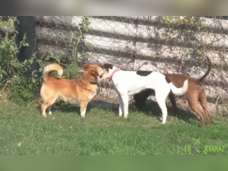 Monty sucht für immer zuhause