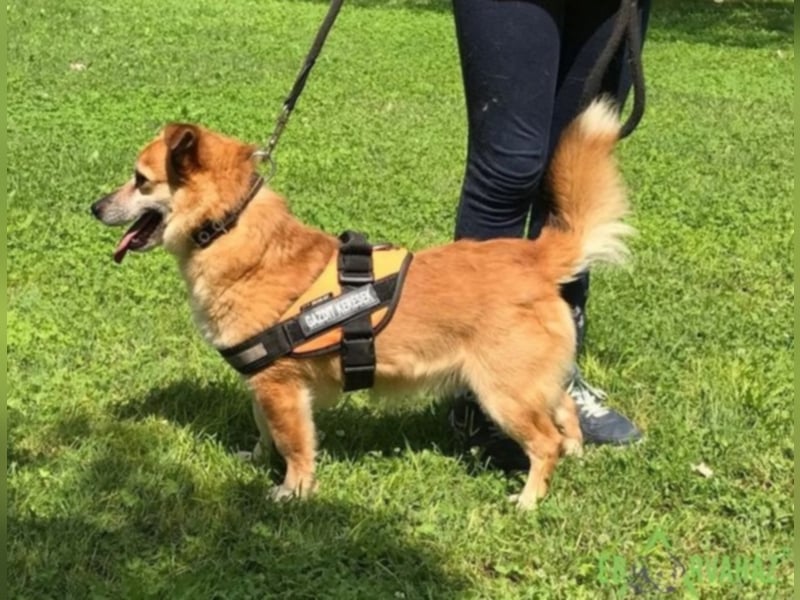 Monty sucht für immer zuhause