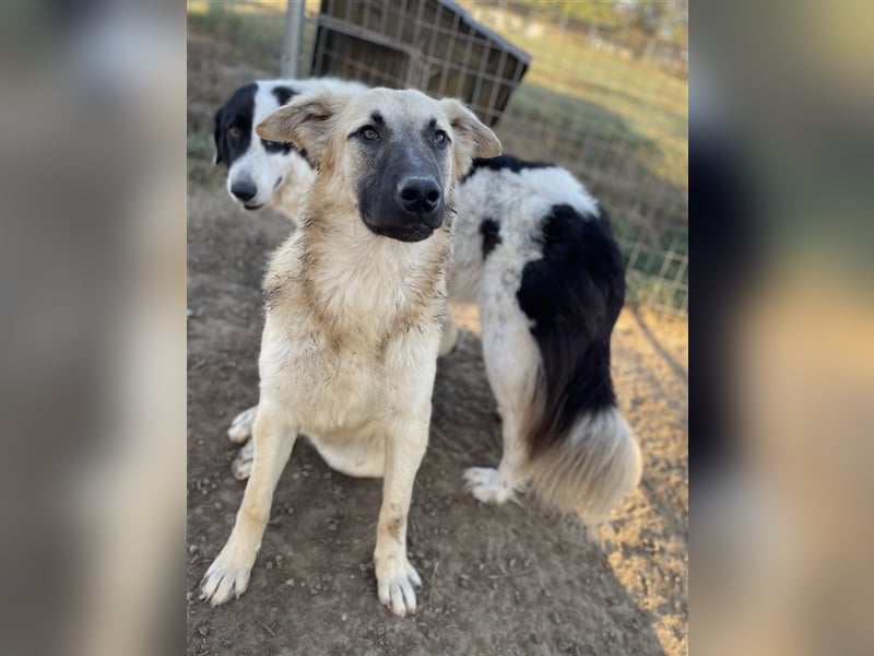 Arlo, geb. ca. 02/2023, lebt in GRIECHENLAND, im städt. Tierheim Serres