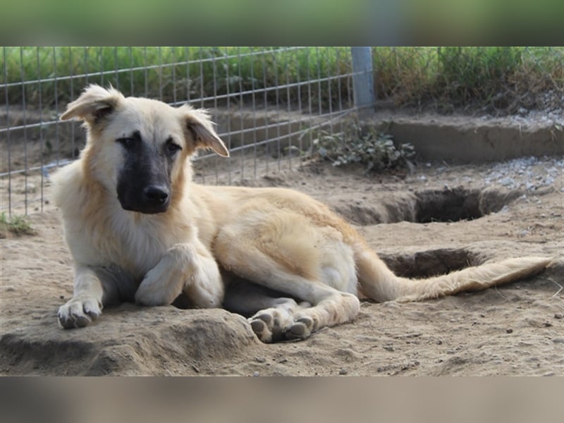 Arlo, geb. ca. 02/2023, lebt in GRIECHENLAND, im städt. Tierheim Serres