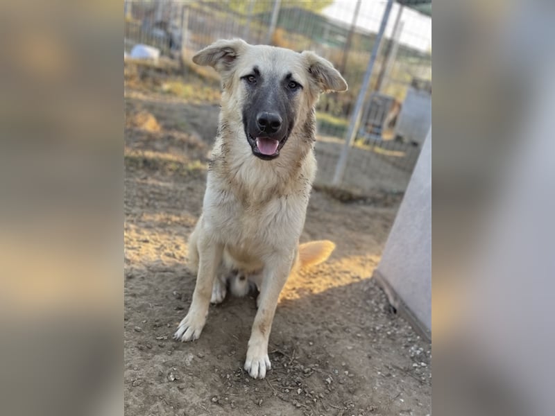Arlo, geb. ca. 02/2023, lebt in GRIECHENLAND, im städt. Tierheim Serres
