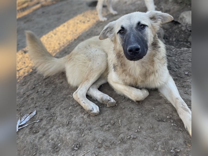 Arlo, geb. ca. 02/2023, lebt in GRIECHENLAND, im städt. Tierheim Serres
