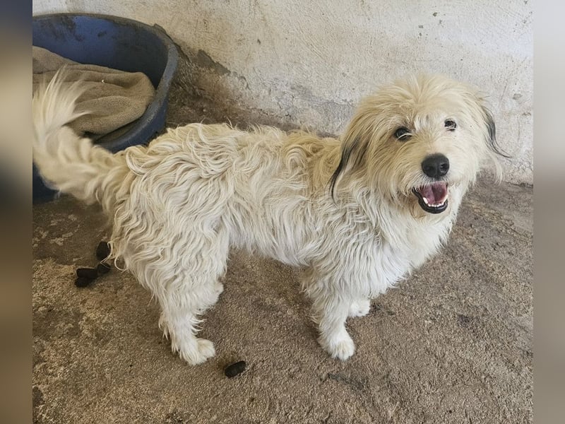 Fluffy, geb. ca. 11/2023, lebt in GRIECHENLAND, auf einer privaten Pflegestelle