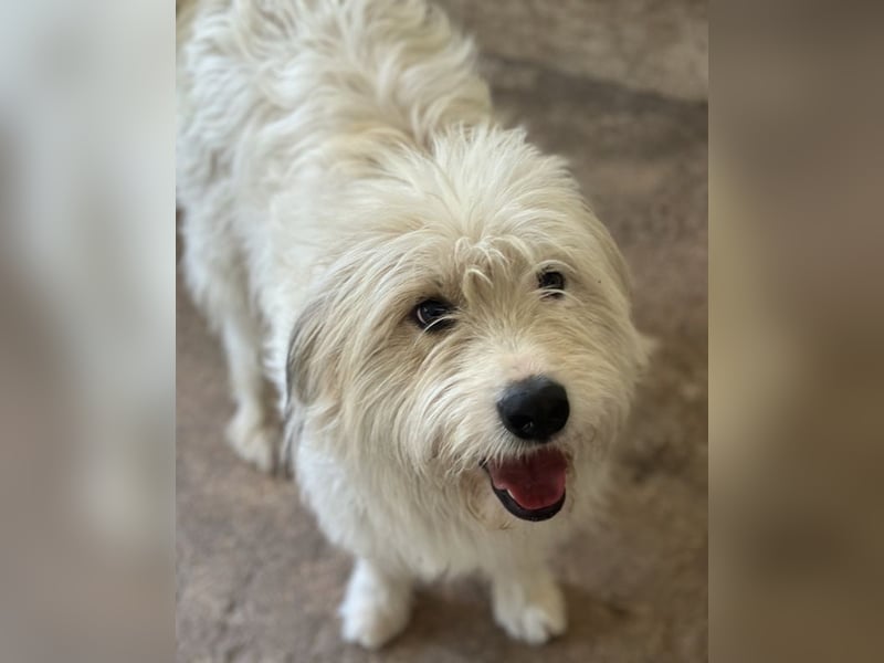 Fluffy, geb. ca. 11/2023, lebt in GRIECHENLAND, auf einer privaten Pflegestelle
