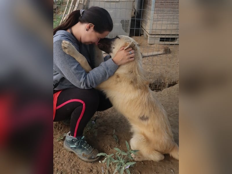 Arlo, geb. ca. 02/2023, lebt in GRIECHENLAND, im städt. Tierheim Serres