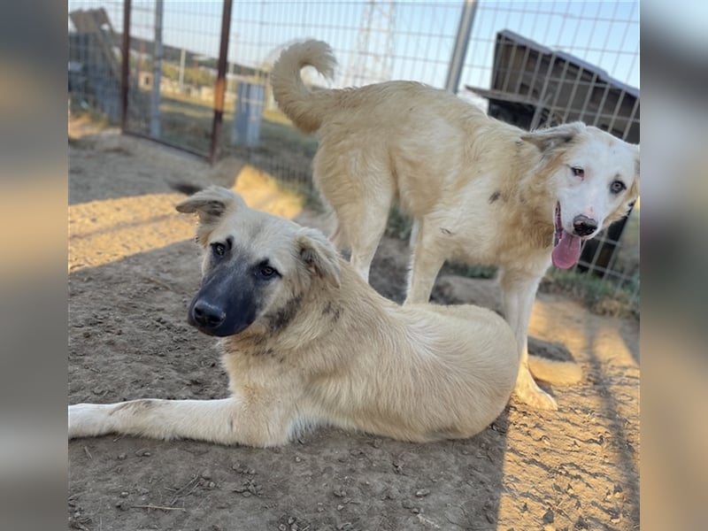 Arlo, geb. ca. 02/2023, lebt in GRIECHENLAND, im städt. Tierheim Serres