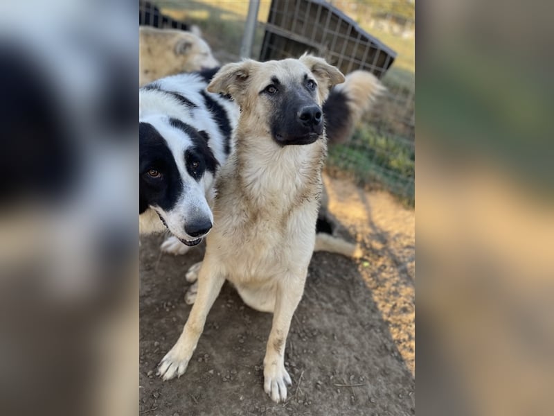 Arlo, geb. ca. 02/2023, lebt in GRIECHENLAND, im städt. Tierheim Serres