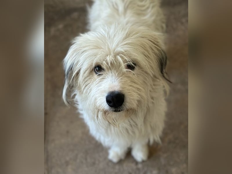 Fluffy, geb. ca. 11/2023, lebt in GRIECHENLAND, auf einer privaten Pflegestelle