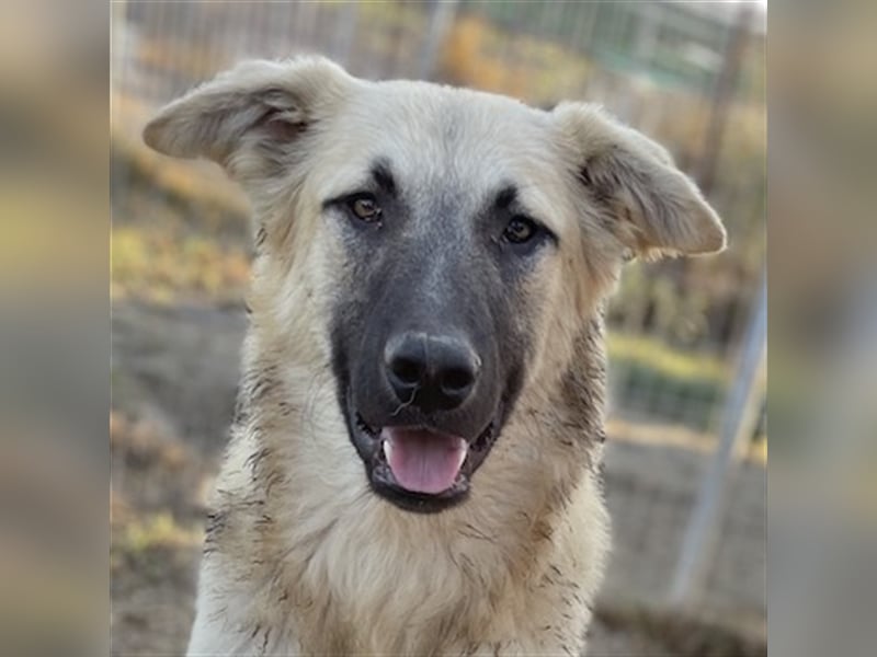 Arlo, geb. ca. 02/2023, lebt in GRIECHENLAND, im städt. Tierheim Serres