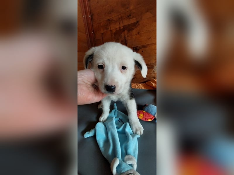 SVANTE sucht ein liebevolles Zuhause