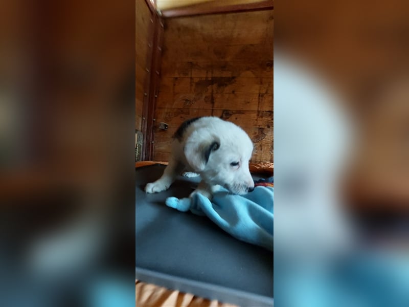 SVANTE sucht ein liebevolles Zuhause