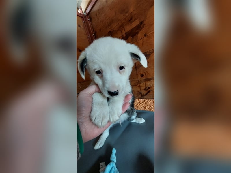 SVANTE sucht ein liebevolles Zuhause