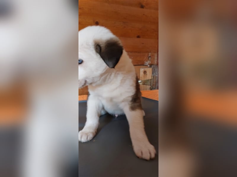 SVERRE sucht ein liebevolles Zuhause